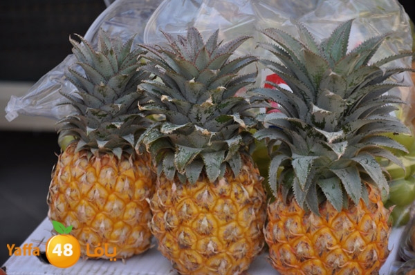 markaz khodare 3 (21).JPG